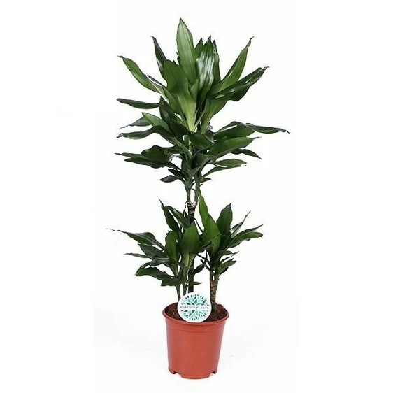 Dracaena fragrans 'Janet Lind'