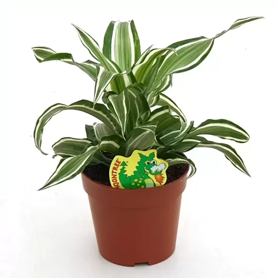 Dracaena fragrans 'Kanzi' 6cm - image 3