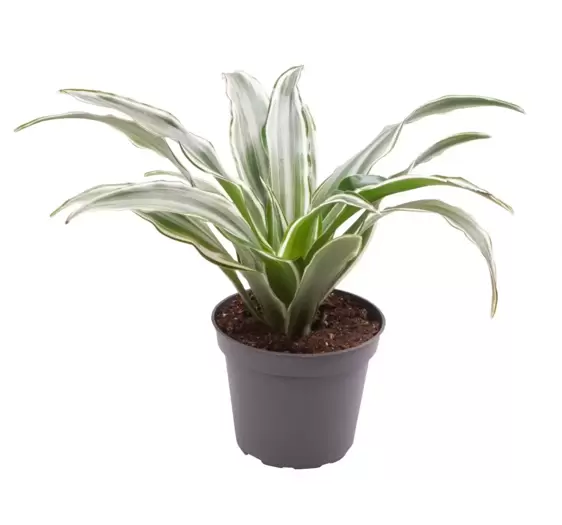 Dracaena fragrans 'Kanzi' 6cm - image 1