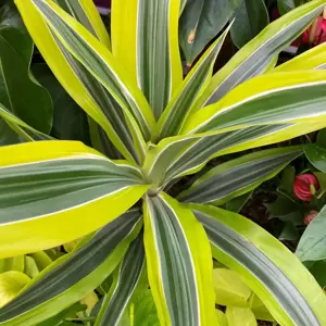 Dracaena fragrans 'Lemon Lime' 19cm - image 2