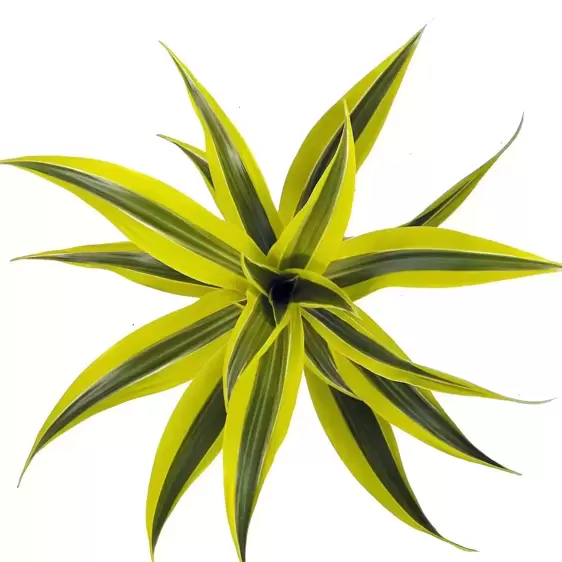 Dracaena fragrans 'Lemon Lime' 12cm - image 1