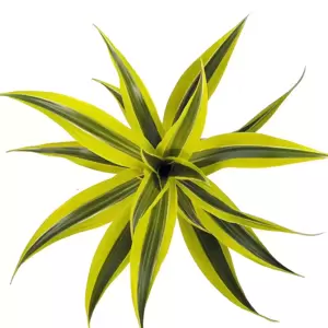 Dracaena fragrans 'Lemon Lime' 17cm - image 1