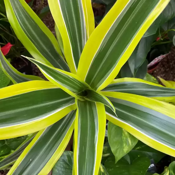 Dracaena fragrans 'Lemon Lime' 17cm - image 3