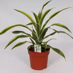 Dracaena fragrans 'Lemon Lime' 17cm - image 4