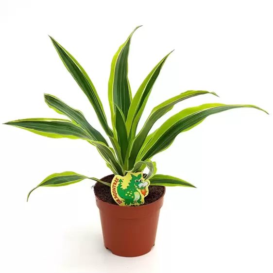 Dracaena fragrans 'Lemon Lime' 12cm - image 2