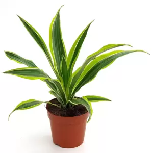 Dracaena fragrans 'Lemon Lime' 12cm - image 3