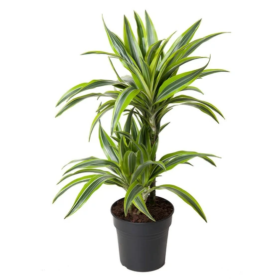 Dracaena fragrans 'Lemon Lime' 19cm - image 4