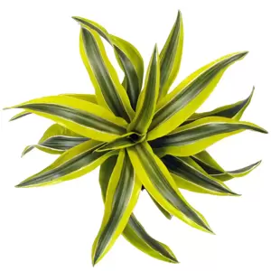 Dracaena deremensis 'Lemon Surprise' 12cm - image 1
