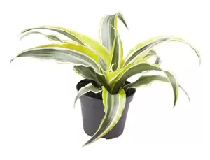 Dracaena deremensis 'Lemon Surprise' 6cm