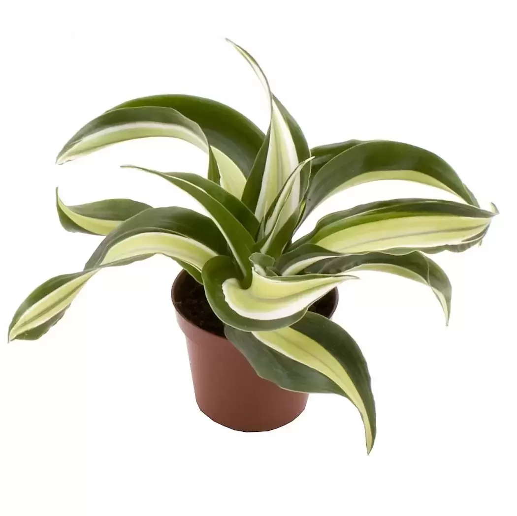 Dracaena fragrans 'Malaika' 6cm - Cowell's Garden Centre | Woolsington