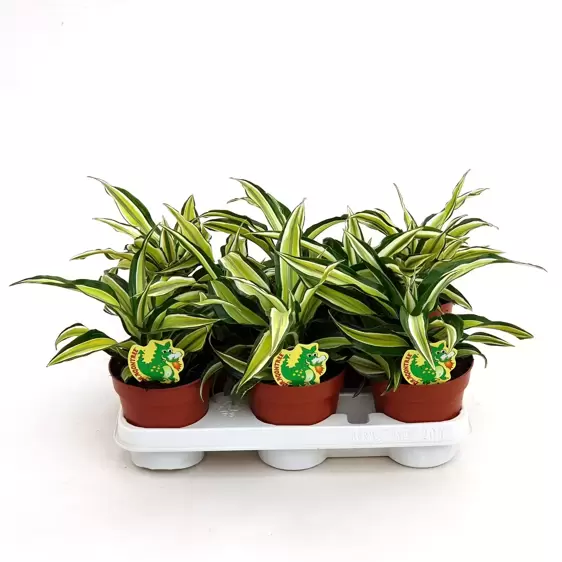 Dracaena fragrans 'Malaika' 6cm - image 2