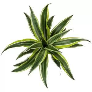 Dracaena fragrans 'Surprise' - image 1