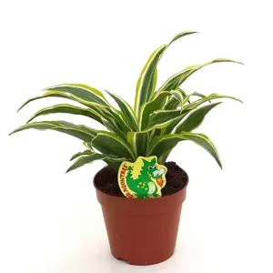 Dracaena fragrans 'Surprise' - image 2