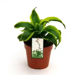 Dracaena fragrans 'Tornado'