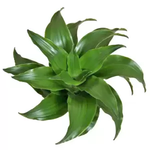 Dracaena fragrans 'Twist' - image 1