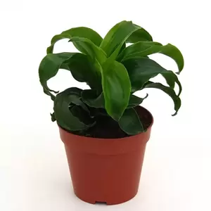 Dracaena fragrans 'Twist' - image 3