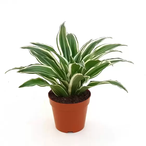 Dracaena fragrans 'White Jewel' 12cm - image 2