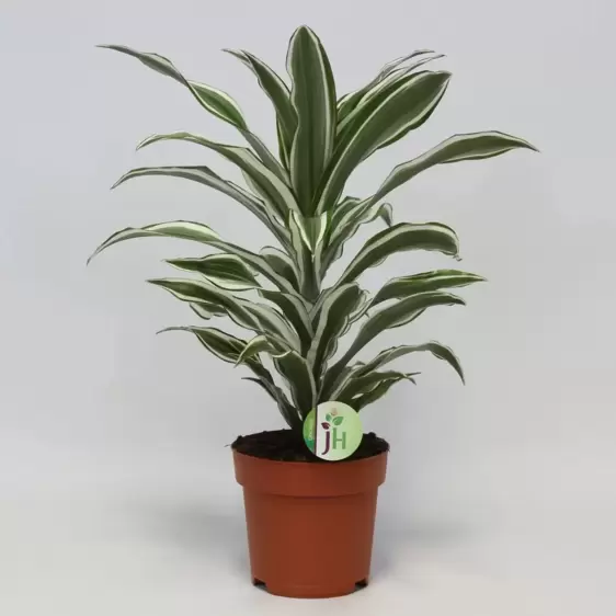 Dracaena fragrans 'White Jewel' 17cm - image 2