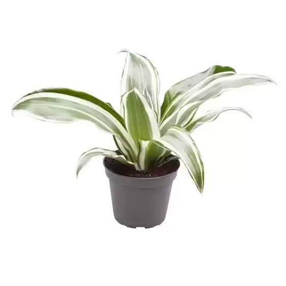 Dracaena fragrans 'White Jewel' 6cm - image 2