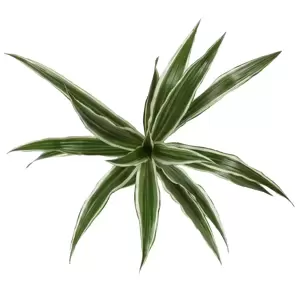 Dracaena fragrans 'White Stripe' - image 1