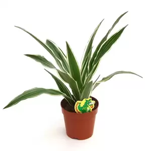 Dracaena fragrans 'White Stripe' - image 2