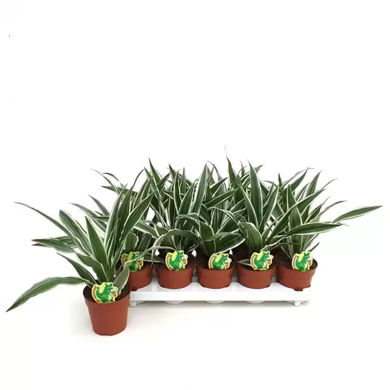 Dracaena fragrans 'White Stripe' - image 3