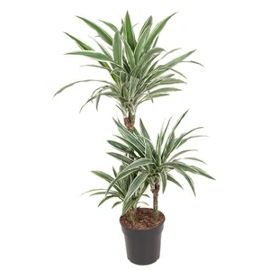 Dracaena fragrans 'White Stripe' (Large)