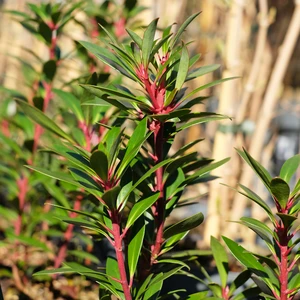 Drimys lanceolata 'Red Spice' - image 1