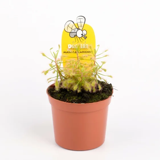 Drosera madagascariensis - image 2