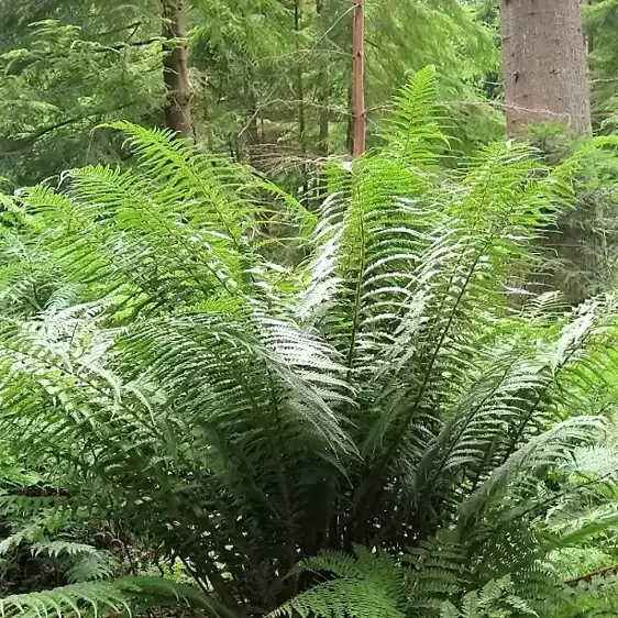Dryopteris affinis 10.5cm - image 3