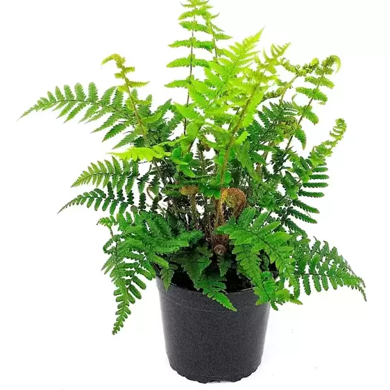 Dryopteris affinis 10.5cm - image 2