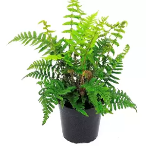 Dryopteris affinis 10.5cm - image 2