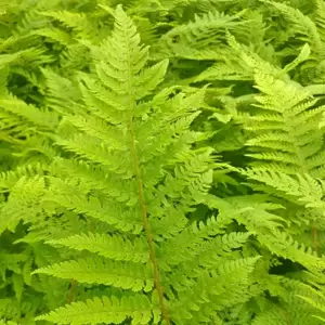 Dryopteris affinis 10.5cm - image 1