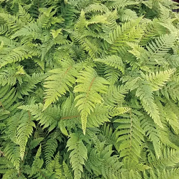 Dryopteris affinis 11cm - image 4