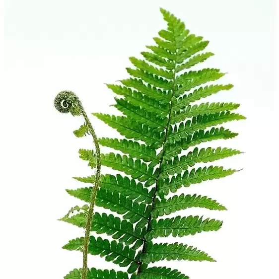 Dryopteris affinis 'Crispa' 11cm - image 2