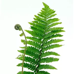 Dryopteris affinis 'Crispa' 1L - image 2