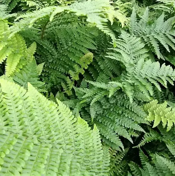 Dryopteris affinis 'Crispa' 1L - image 1