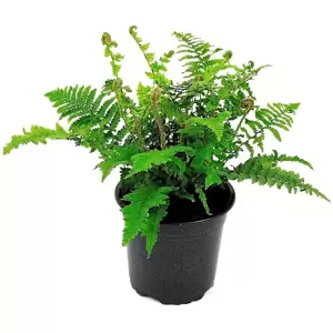 Dryopteris affinis 'Crispa Gracilis' 15cm - image 2