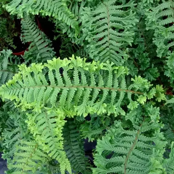 Dryopteris affinis 'Cristata' 11cm - image 3