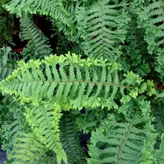 Dryopteris affinis 'Cristata The King' 9cm - image 2