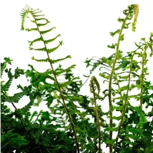 Dryopteris affinis 'Cristata The King' 11cm - image 1