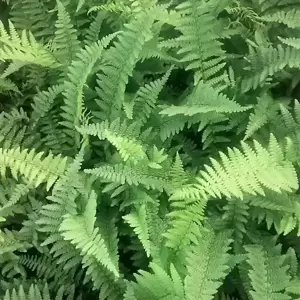 Dryopteris affinis Pinderi' 15cm - image 1