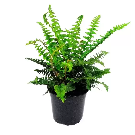 Dryopteris affinis Pinderi' 2L - image 2