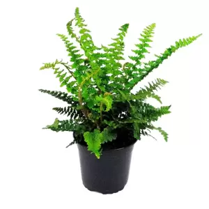 Dryopteris affinis Pinderi' 15cm - image 2