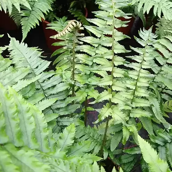 Dryopteris atrata (cycadina) 3L - image 2