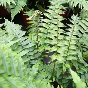 Dryopteris atrata (cycadina) 2L - image 2