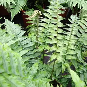 Dryopteris atrata (cycadina) 1L - image 3