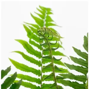 Dryopteris atrata (cycadina) 9cm - image 1