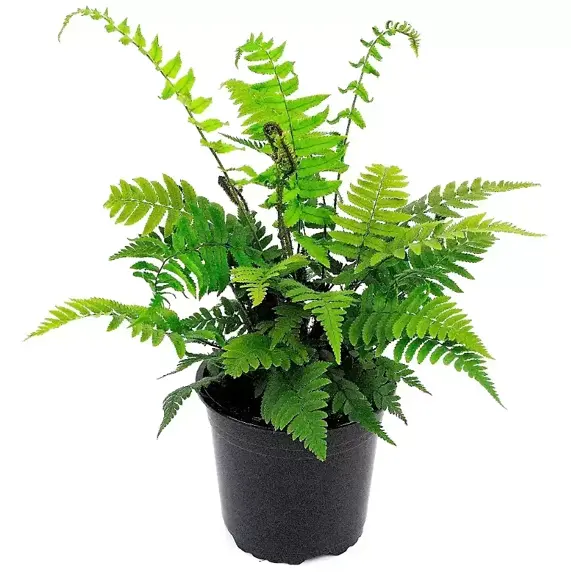Dryopteris atrata (cycadina) 1L - image 2
