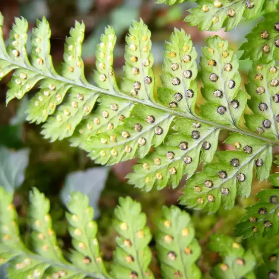 Dryopteris austriaca (dilatata) - image 2